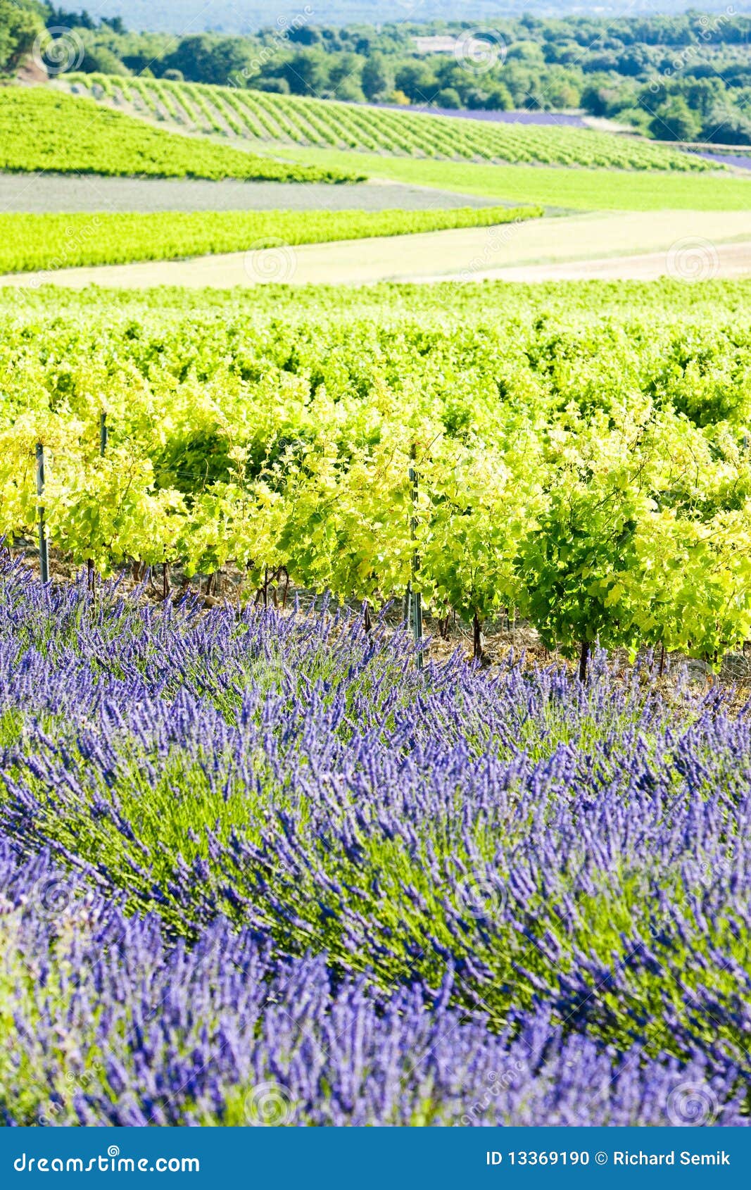 Lavender Field with Vineyards Stock Photo Image of landscape