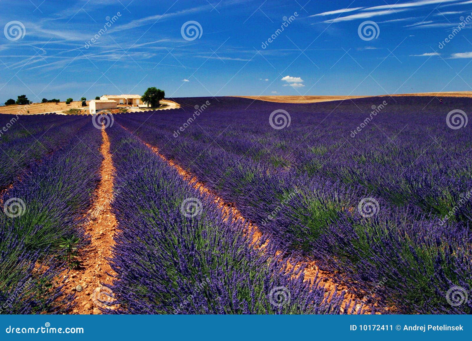 Lavender Fields Stock Image - Image: 10172411