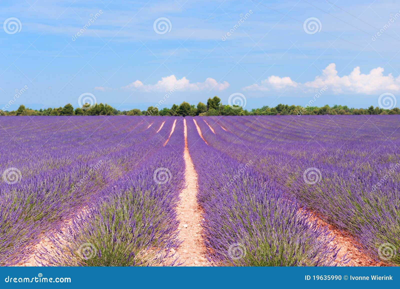 Lavender fields stock photo. Image of nature, valensole - 19635990