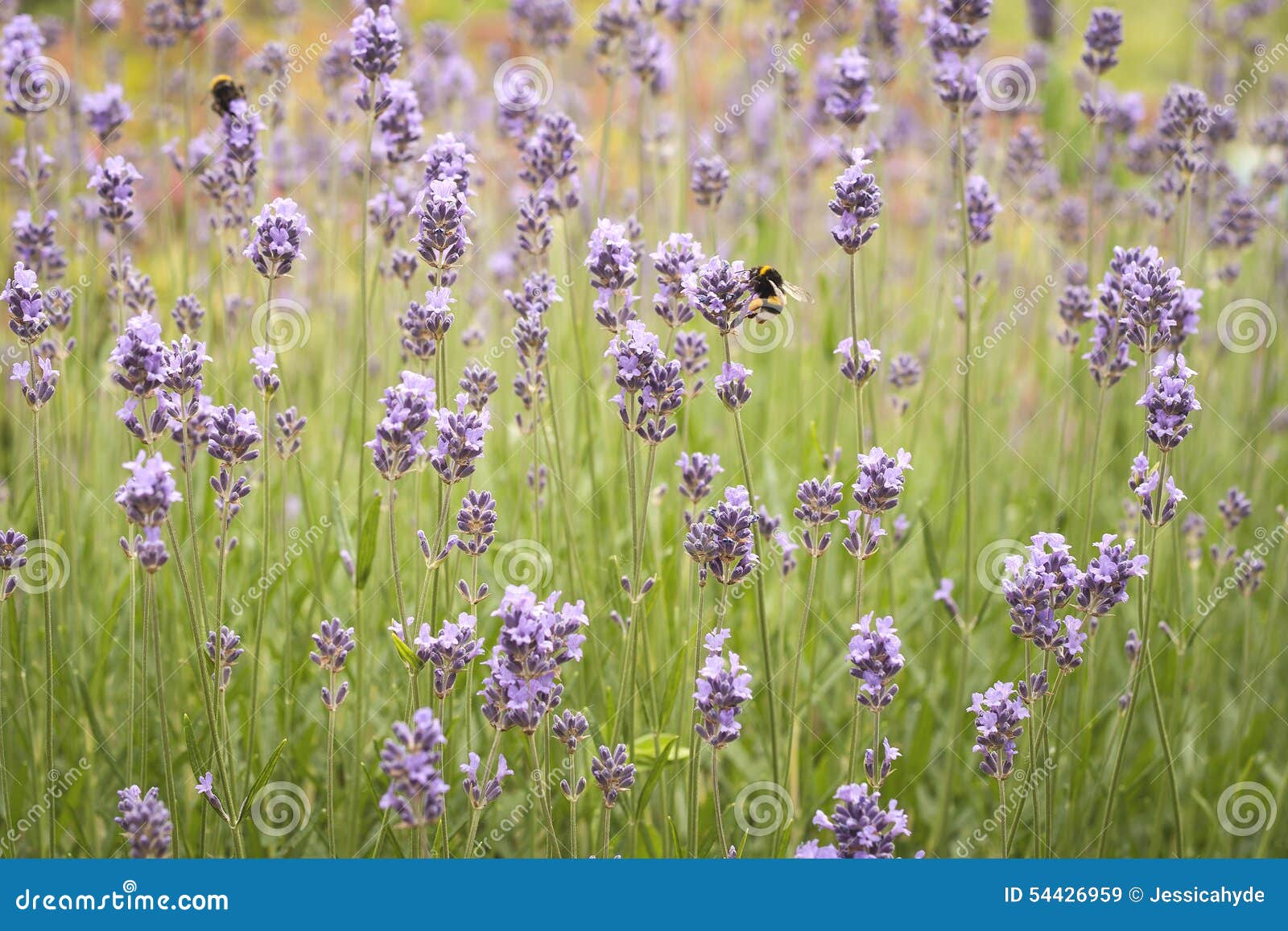 Lavender fields with bees stock image. Image of fragance 54426959