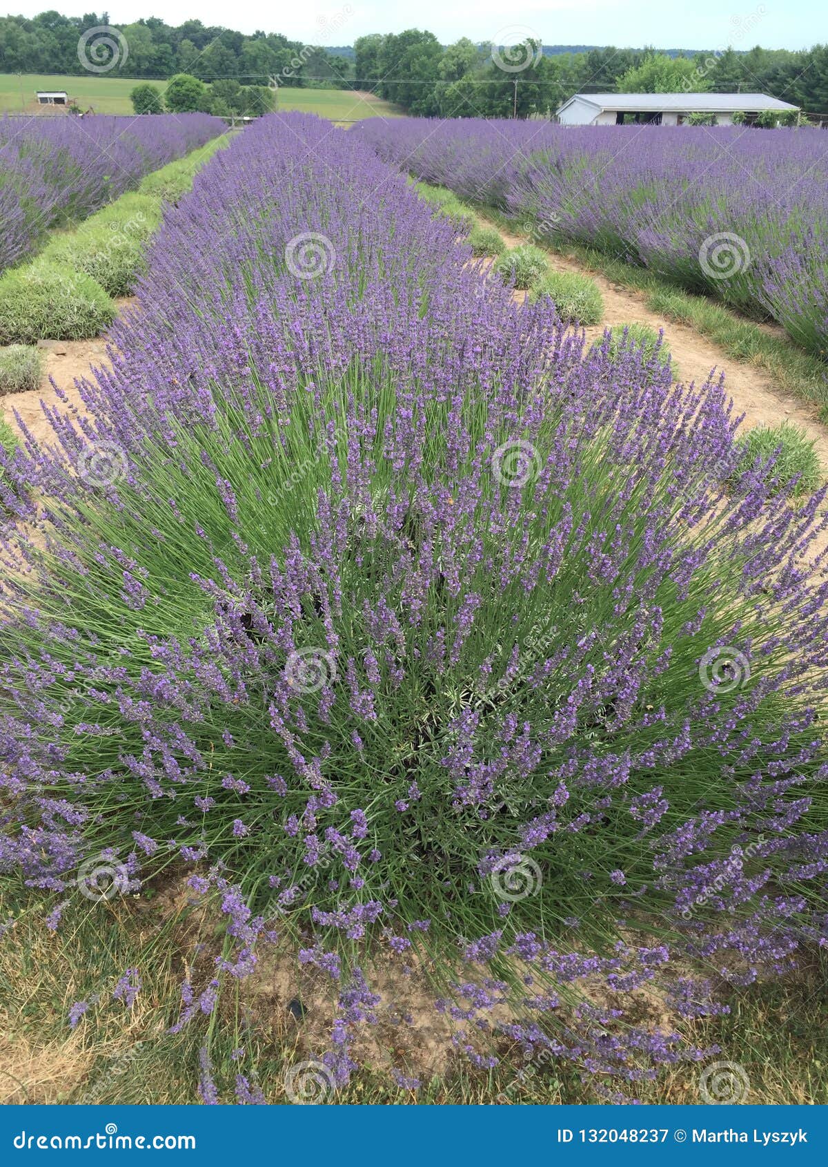 Lavender fields forever stock image. Image of forever 132048237