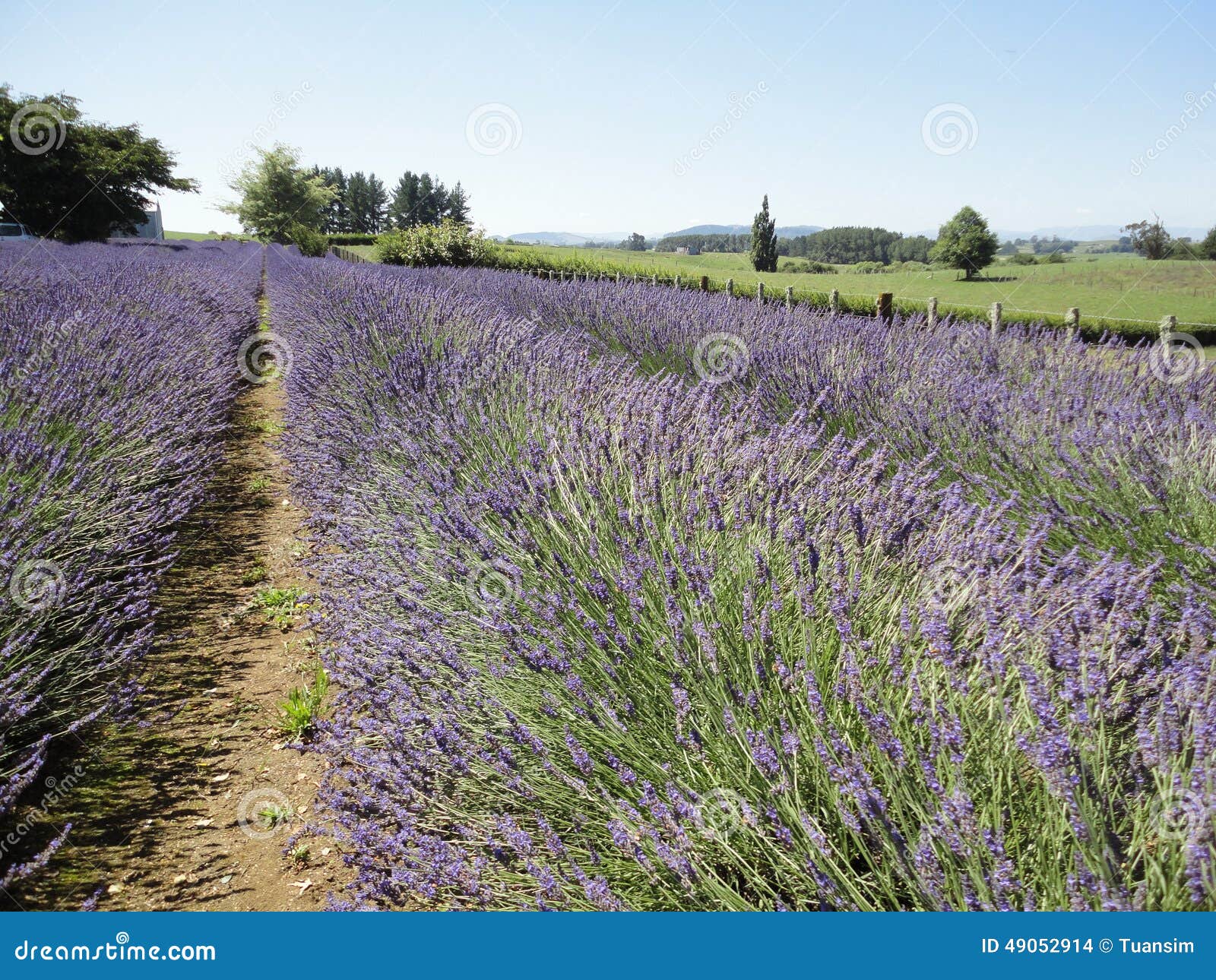 Lavender Fields at New Zealand 3 Stock Photo Image of garden, scenery