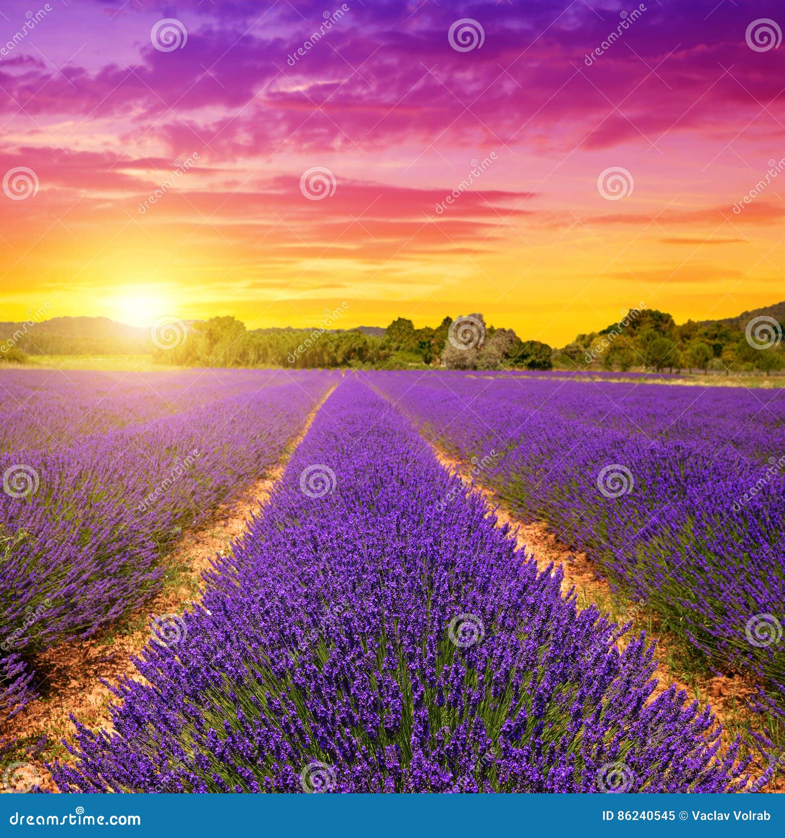 lavender fields in provence at sunset