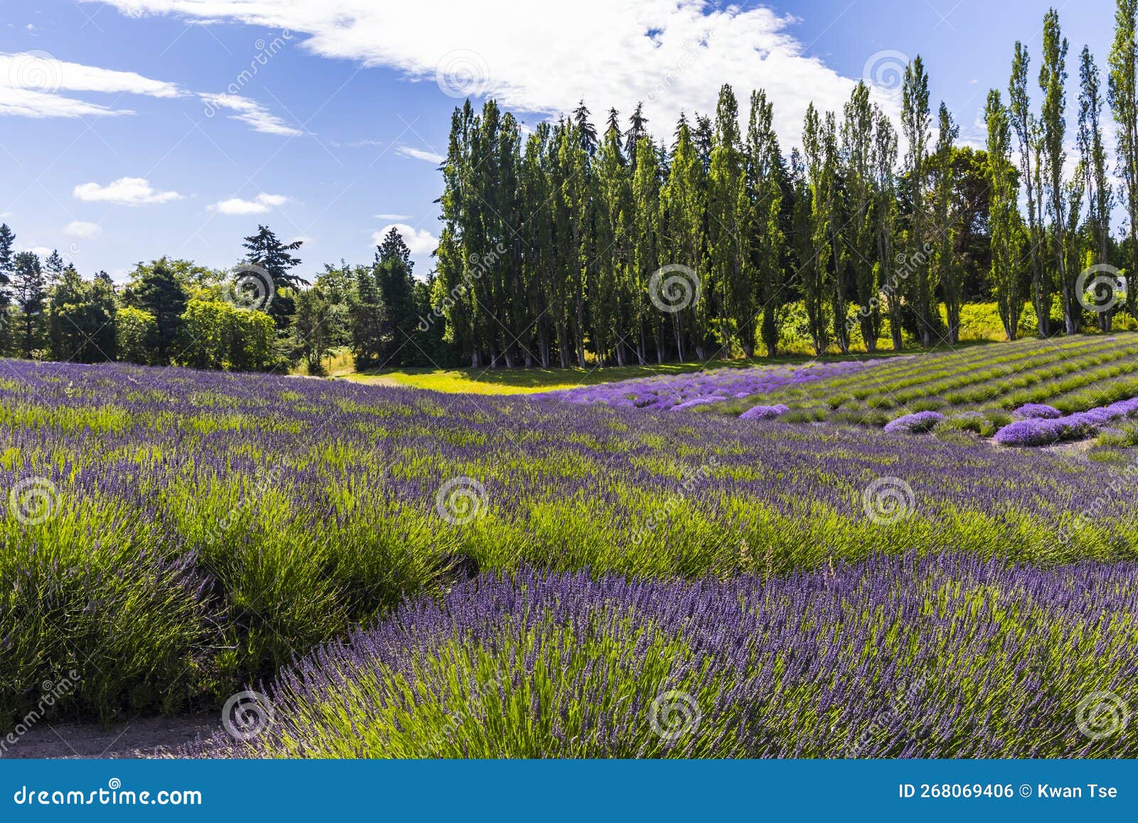 Lavender Fields Scenery at the Sequim Lavender Festival in Summer