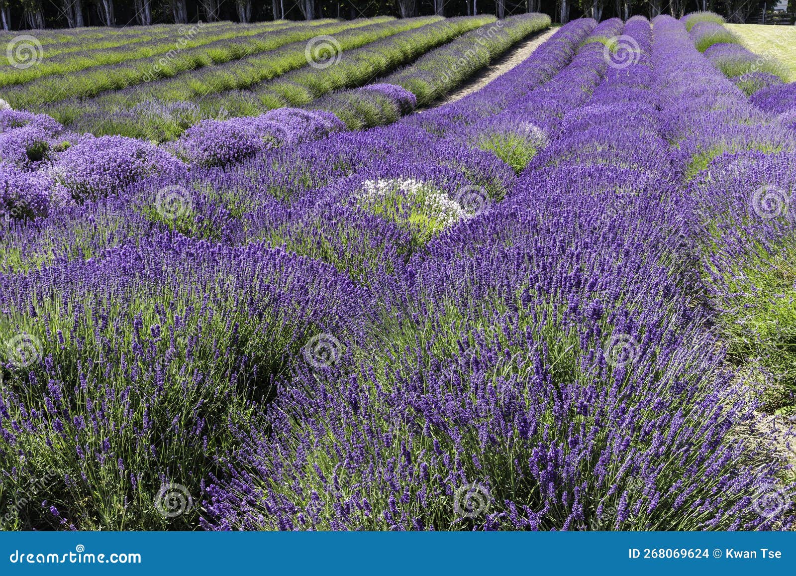 Lavender Fields Scenery at the Sequim Lavender Festival in Summer
