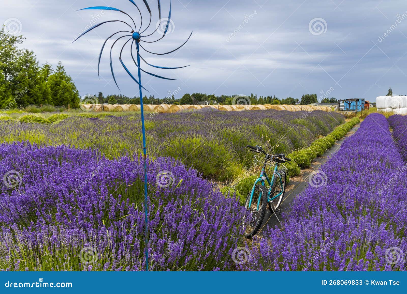 Lavender Fields Scenery at the Sequim Lavender Festival in Summer