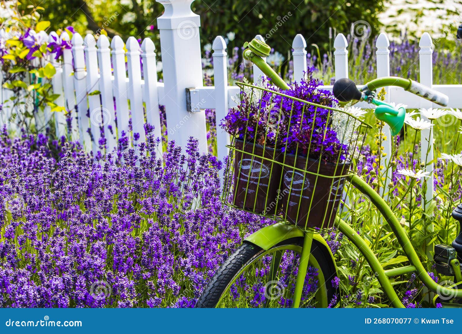 Lavender Fields Scenery at the Sequim Lavender Festival in Summer