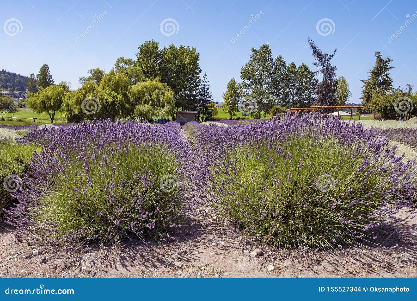 Lavender Fields in Sequim, WA Stock Photo Image of purple, popular 155527344