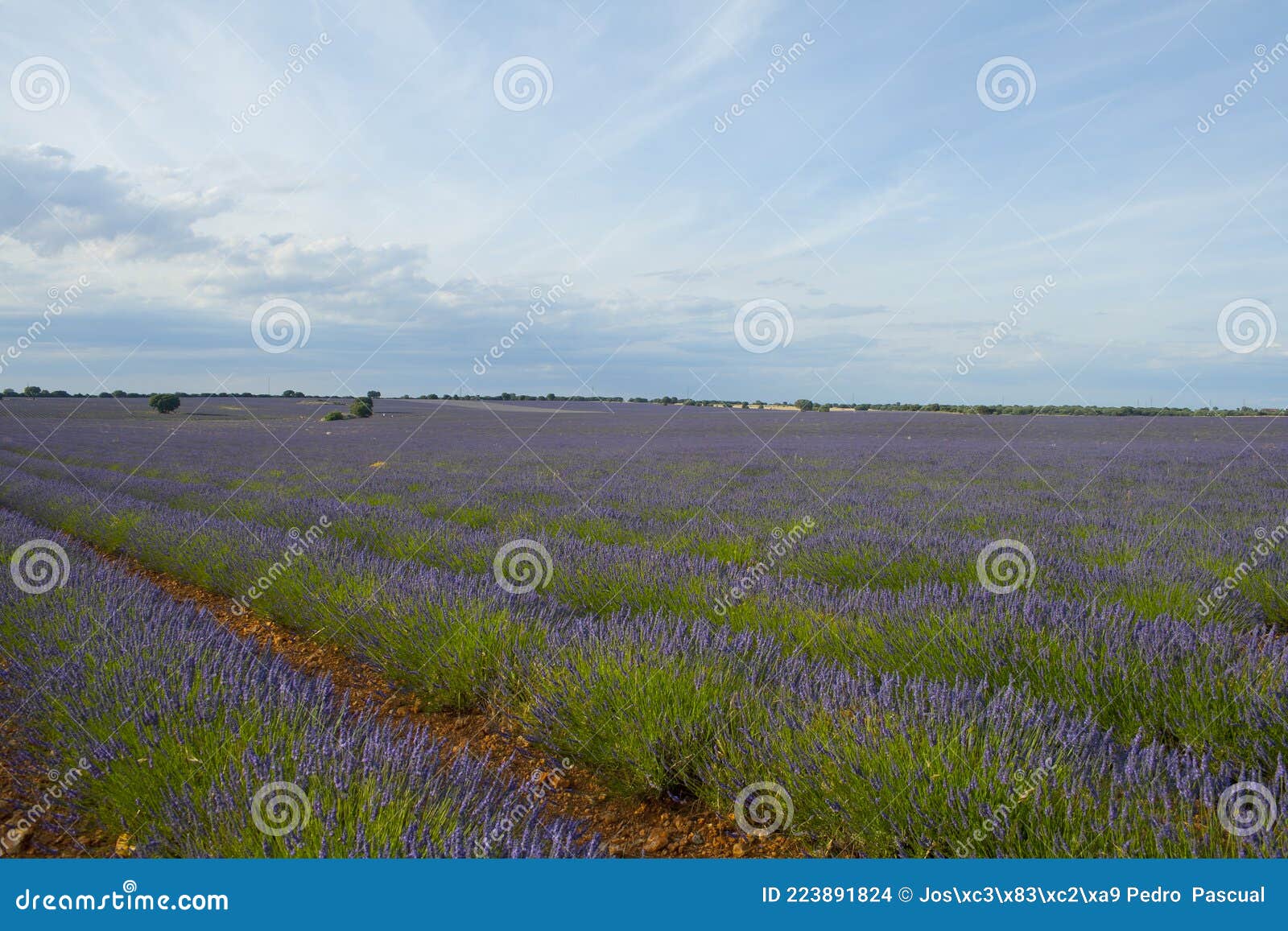 Lavender Fields at Sunset in Brihuega, Guadalajara, Spain Stock Photo ...