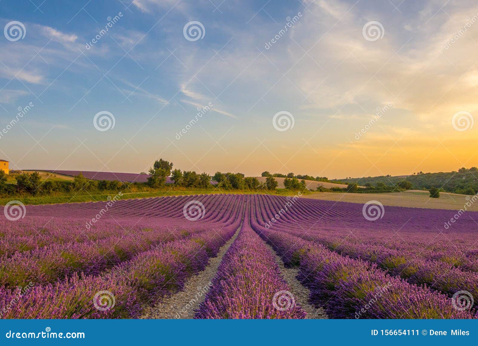 Lavender Fields at Sunset in Provence France Stock Image - Image of ...