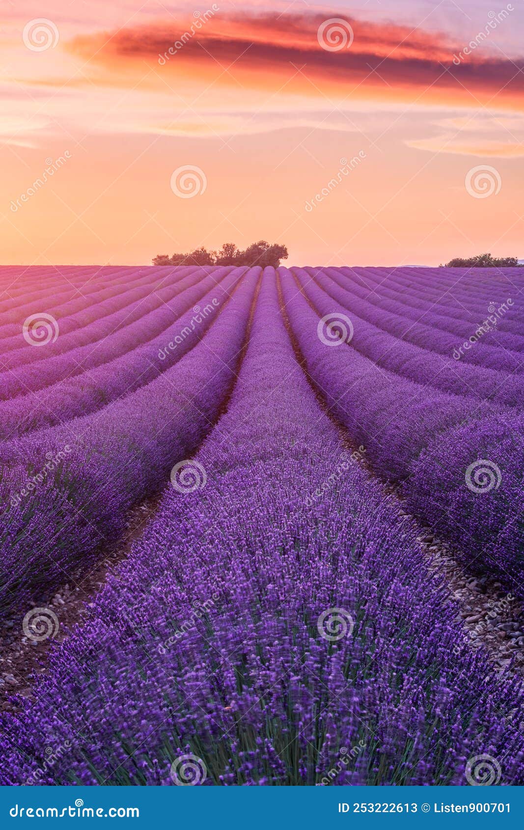 Lavender Fields with a Tree at Sunset, Summer in Provence, France Stock ...