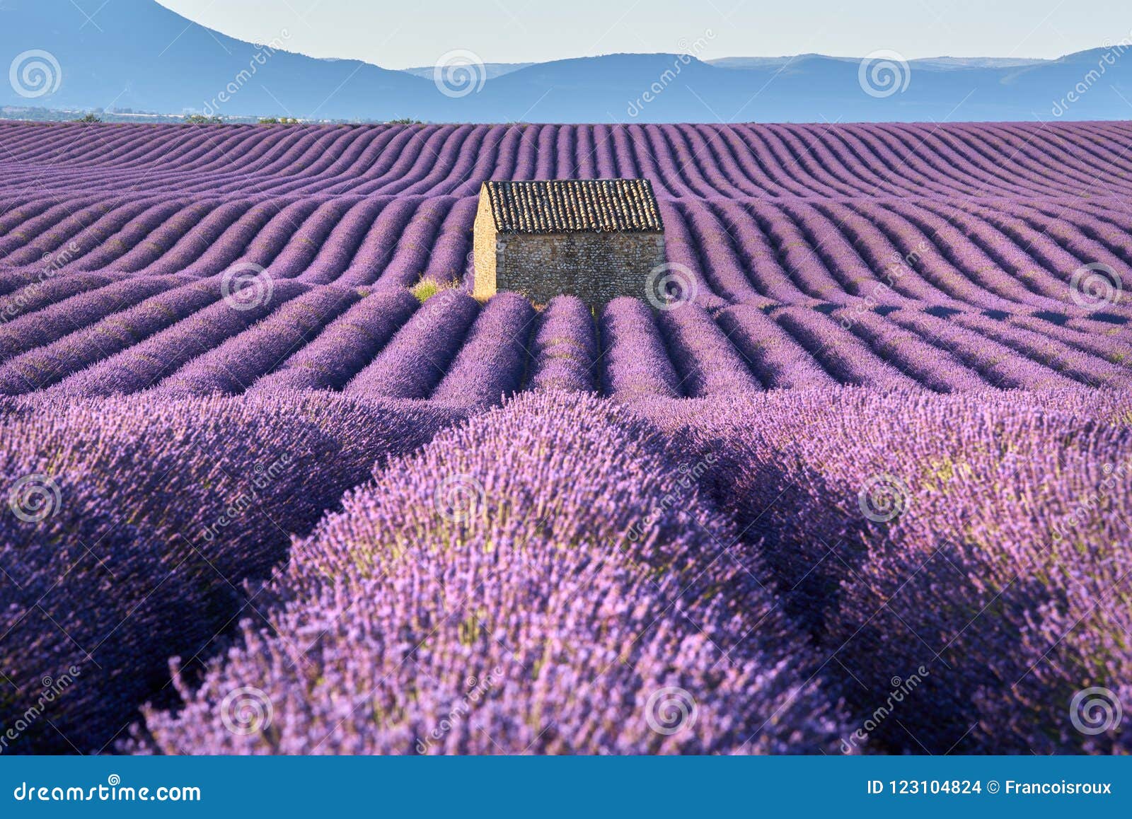 lavender fields in valensole with stone house in summer. alpes-de-haute-provence, france