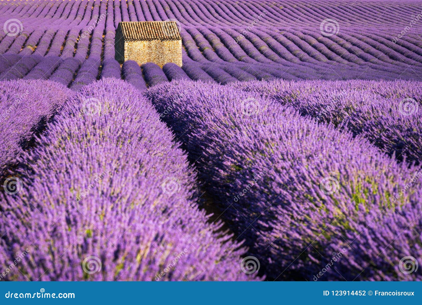 lavender fields in valensole at sunset with stone house in summer. alpes-de-haute-provence, france