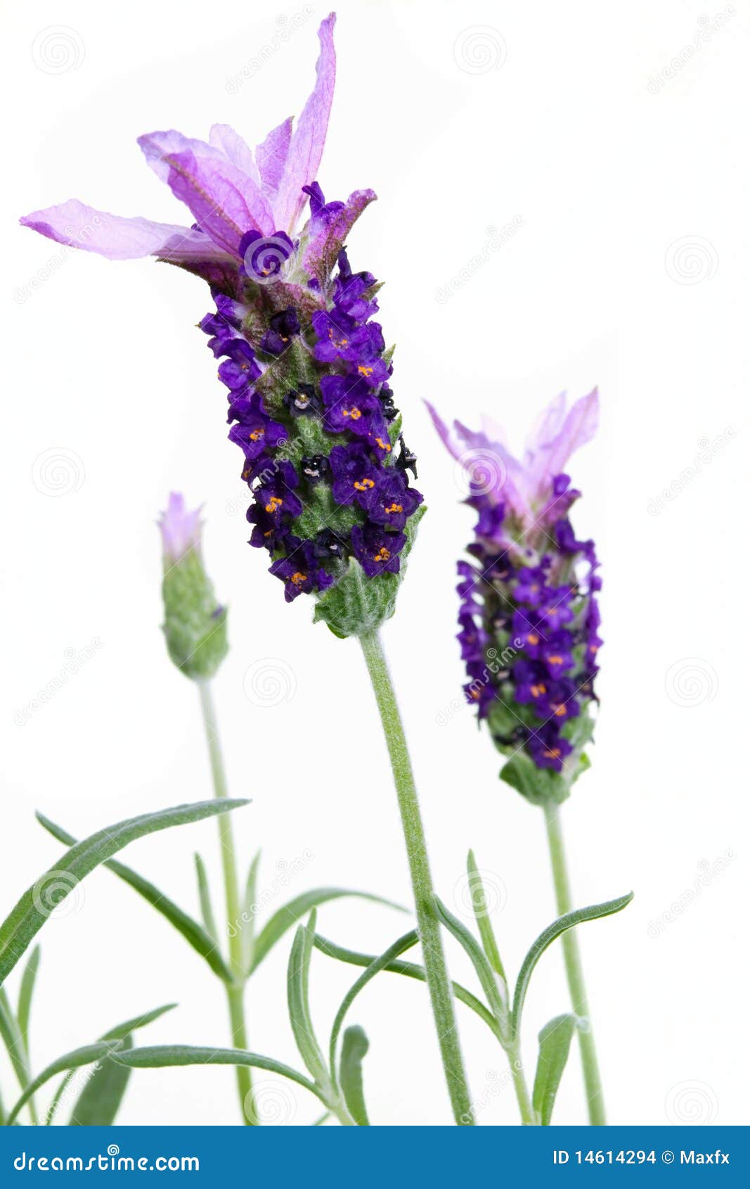 Lavender flower stock photo. Image of blooming, indoor 14614294