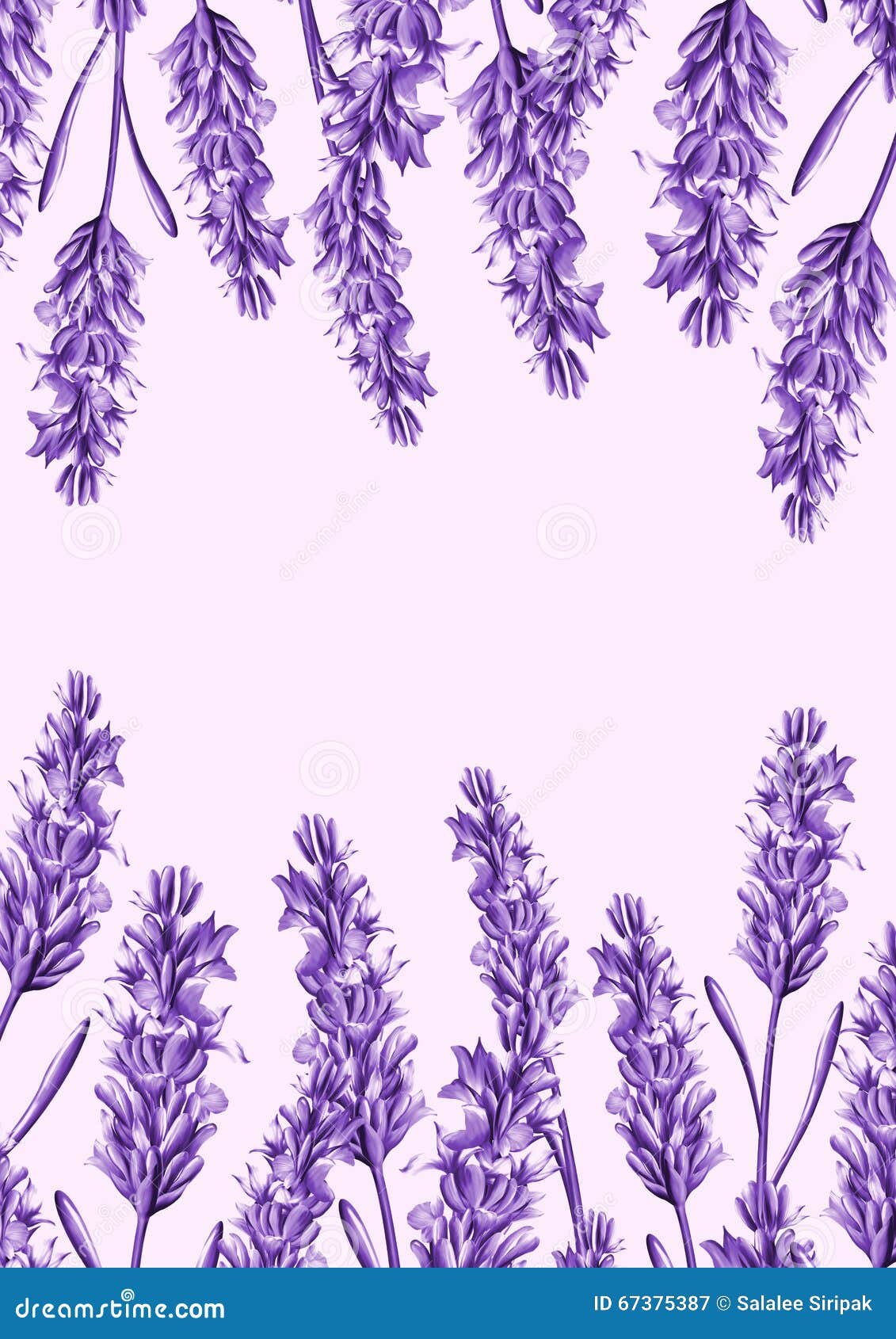 Lavender flower background stock illustration. Illustration of frame -  67375387