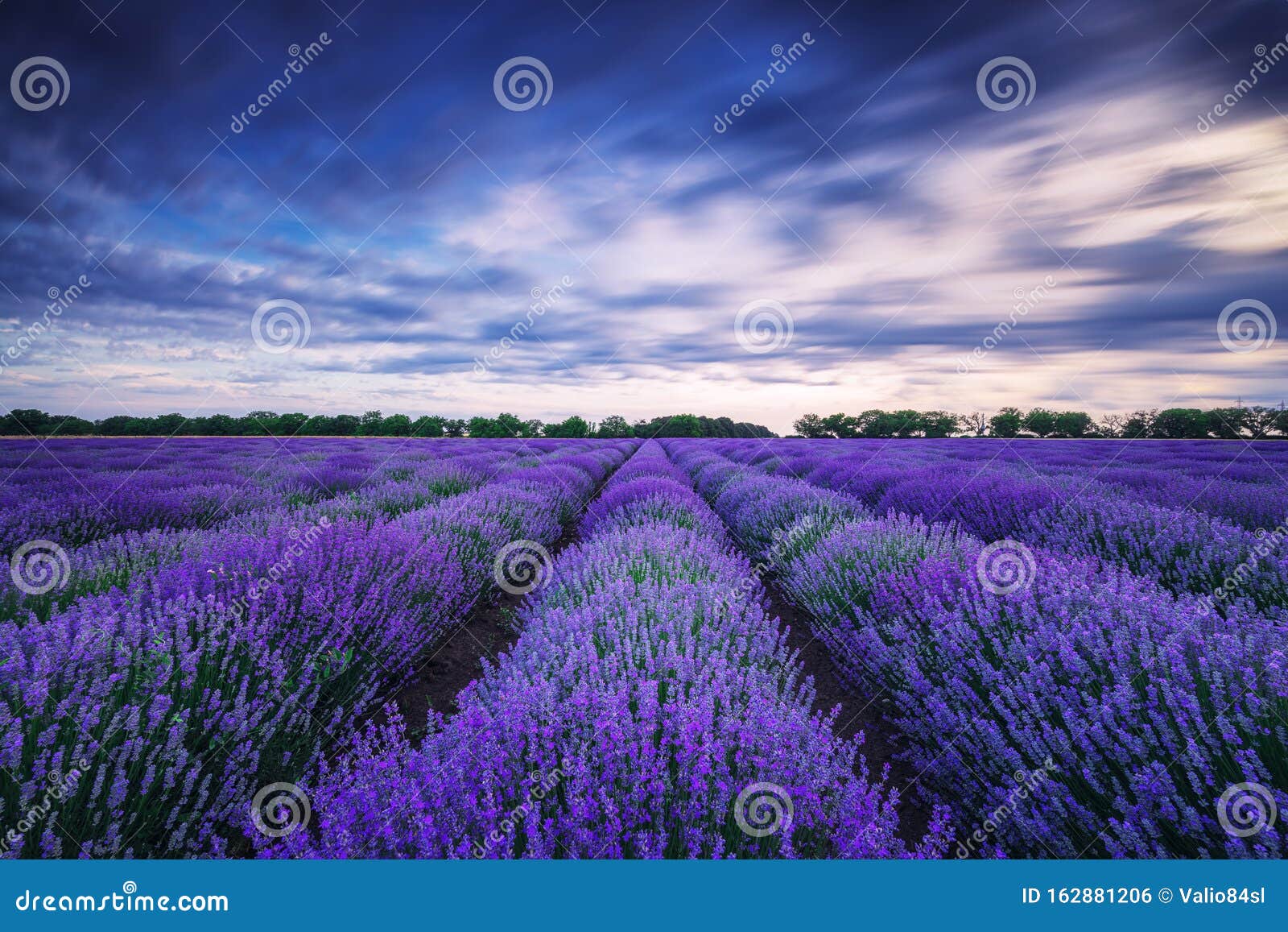 Lavender Flower Blooming Fields in Endless Rows Stock Photo Image of