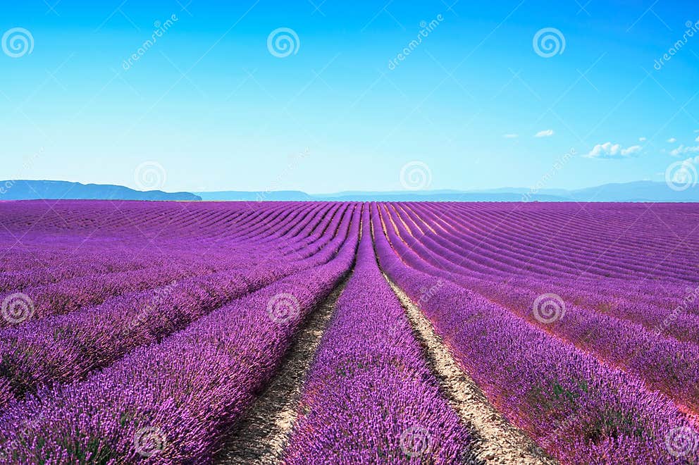 Lavender Flower Blooming Fields Endless Rows. Valensole Provence Stock ...
