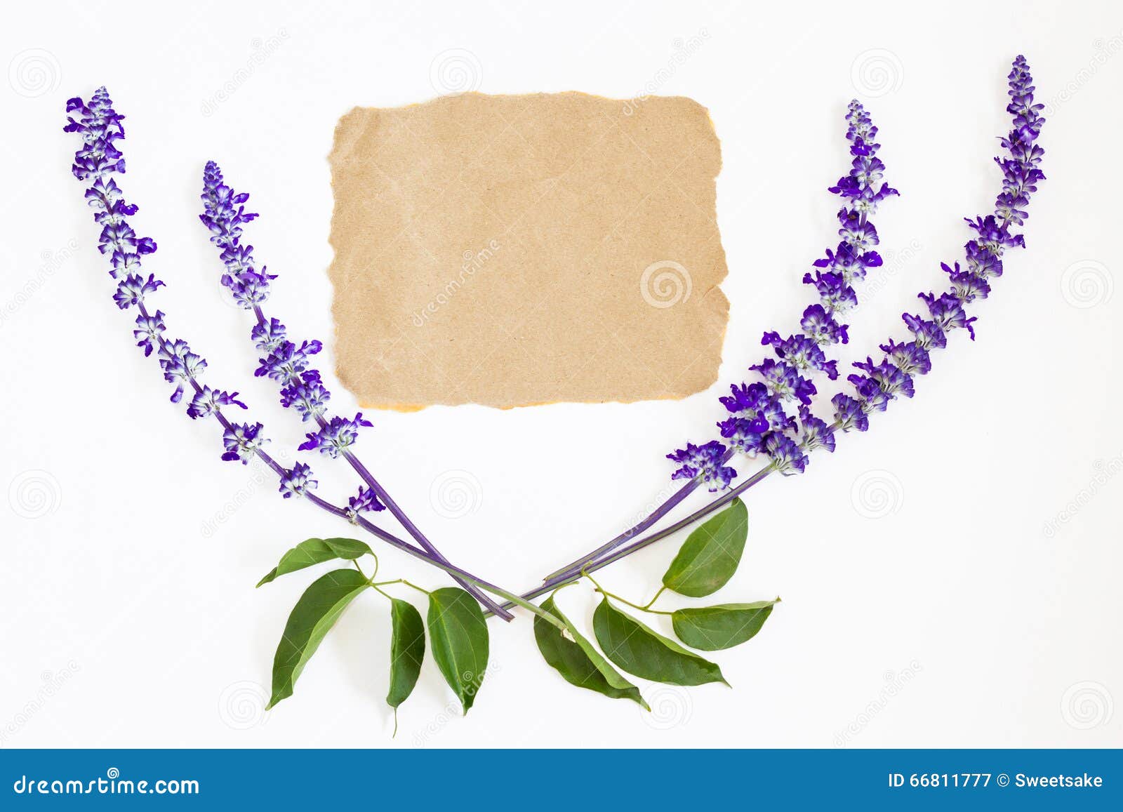 Lavender Flower and Brown Card on White Background Stock Image Image
