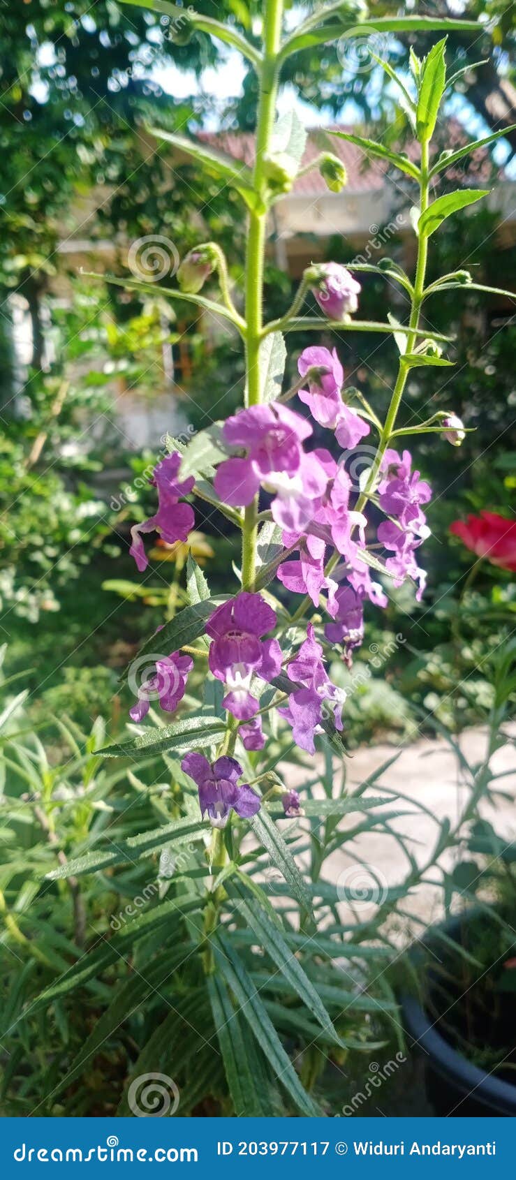 Lavender Flower Garden Home Plants Bunga Stock Image Image of flower