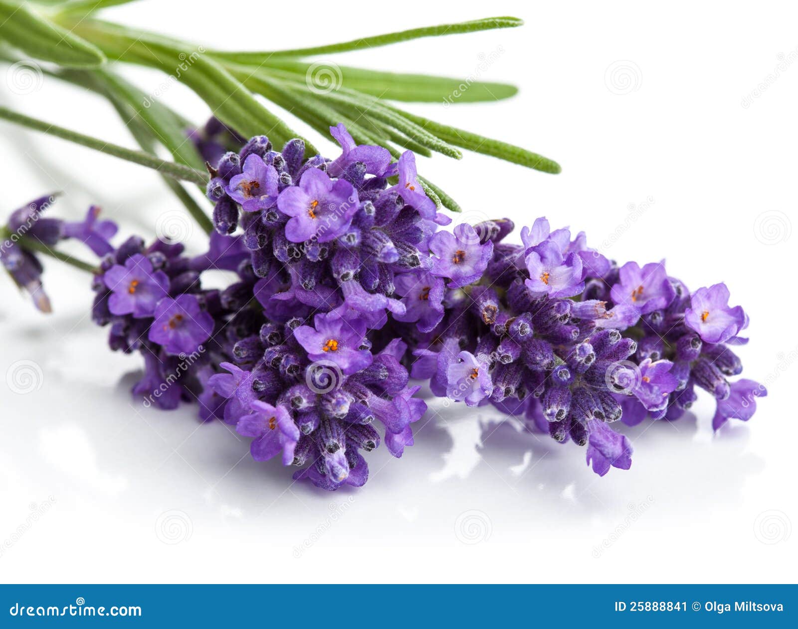 Lavender flower isolated stock image. Image of herb, healthy 25888841