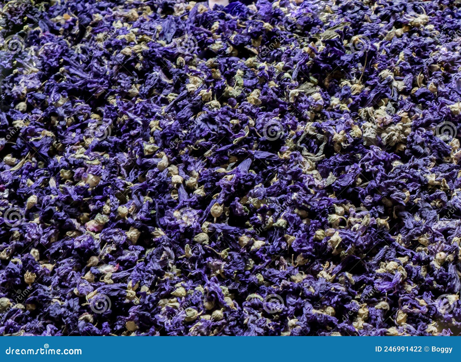 Lavender flower tea stock photo. Image of ingredient 246991422