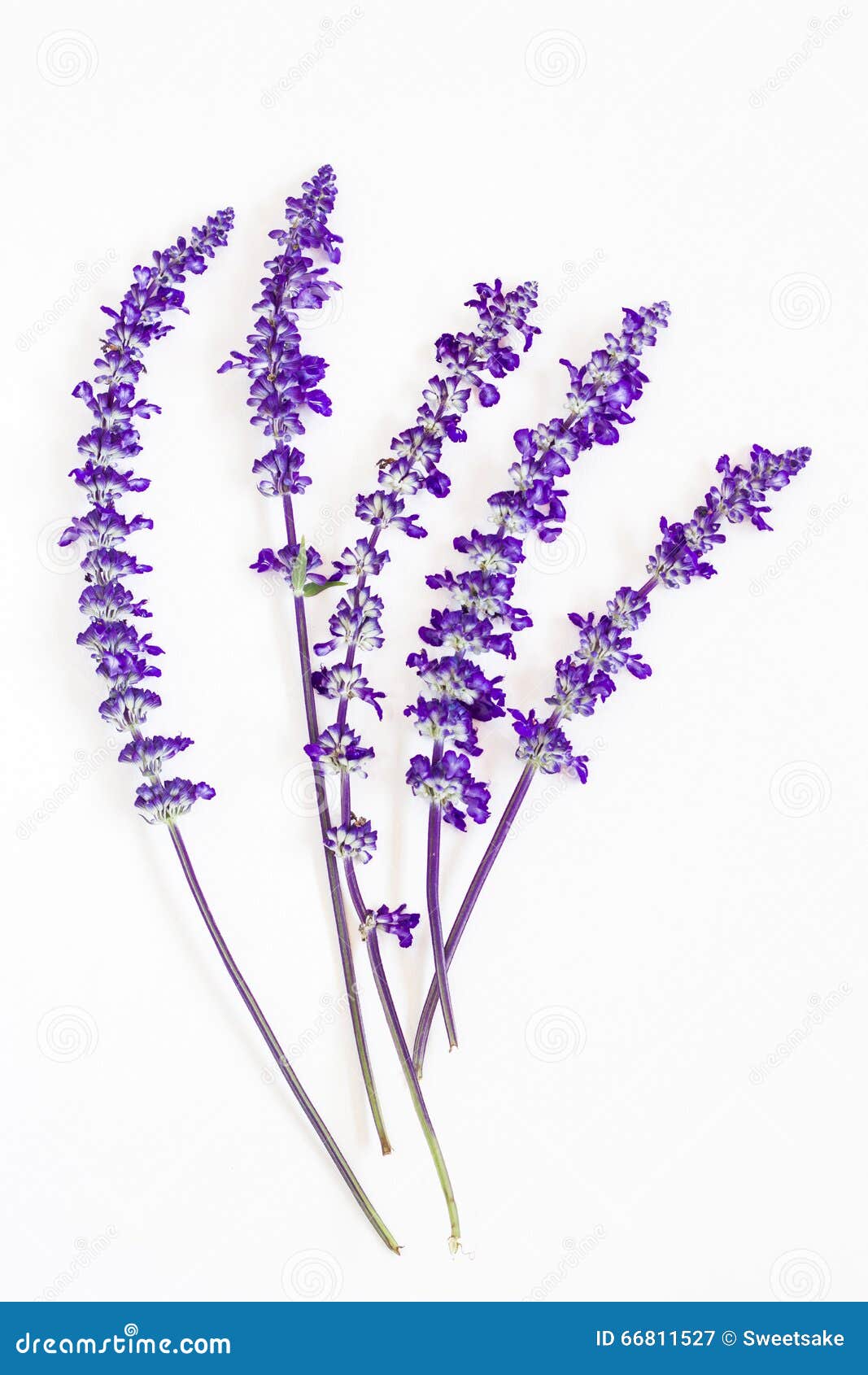 Lavender Flower on White Background Stock Image Image of herbal