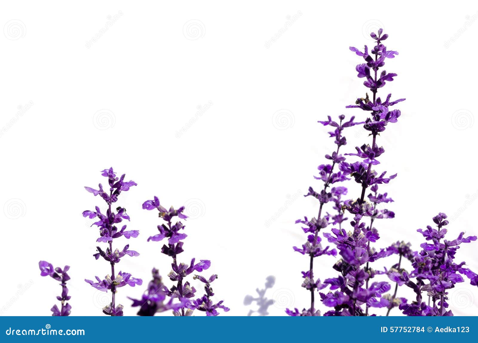 Lavender Flower on White Background Stock Photo Image of herbal