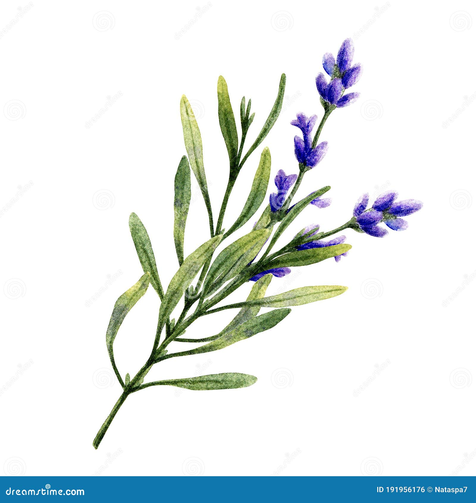 Lavender Flowers. Watercolor Hand Drawn Illustration. Isolated on White ...