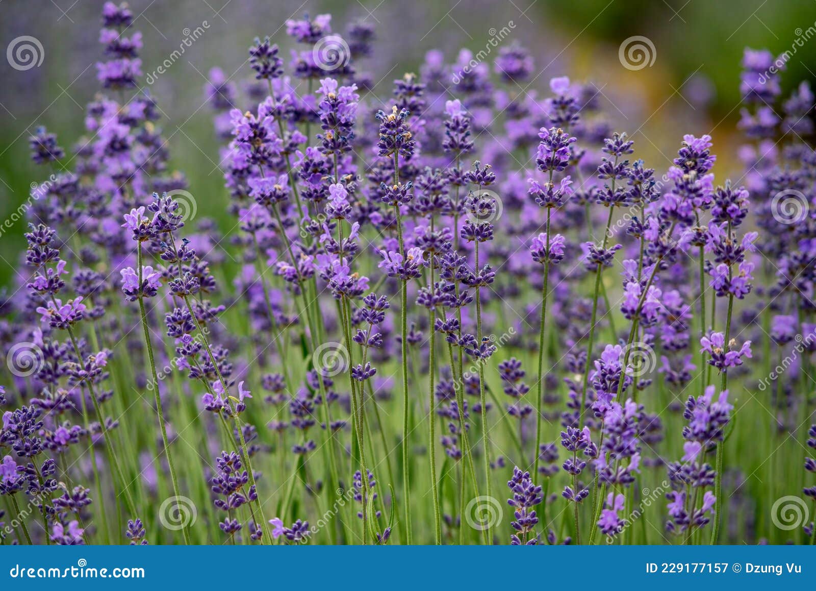 Lavender flowers in bloom stock image. Image of lavender 229177157