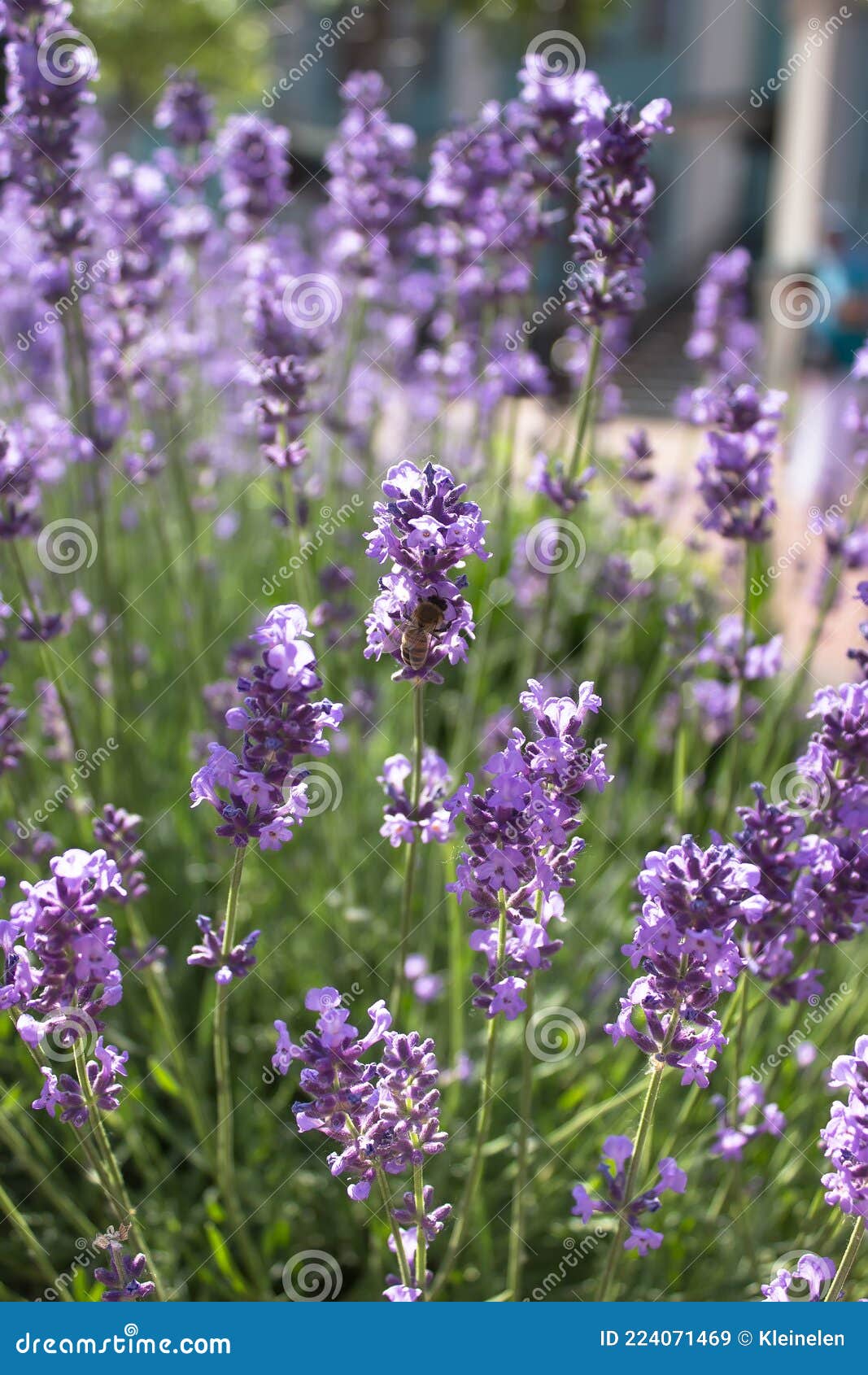 Lavender Flowers Blooming on a Bright Sunny Day Stock Image Image of