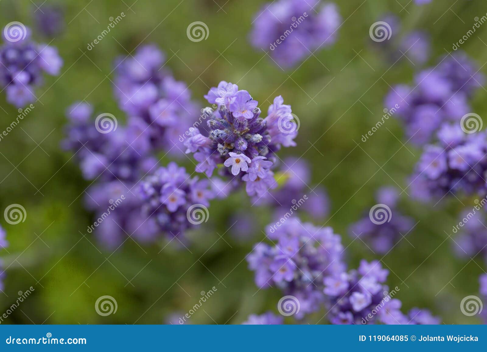 lavender flowers blooming in the garden, beautiful lavender field