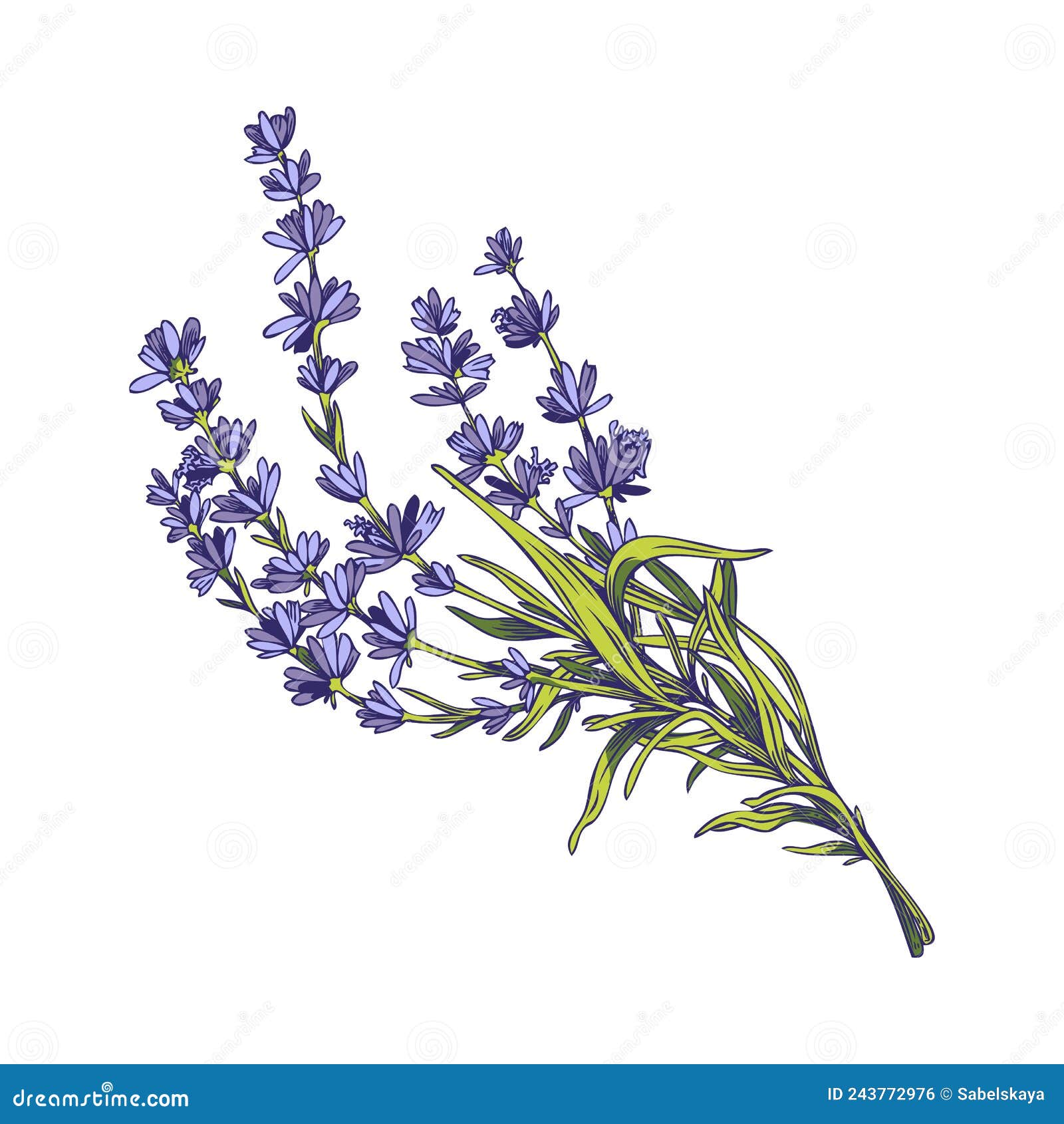 Lavender Flowers Bouquet Hand Drawn Vector Illustration Isolated on ...