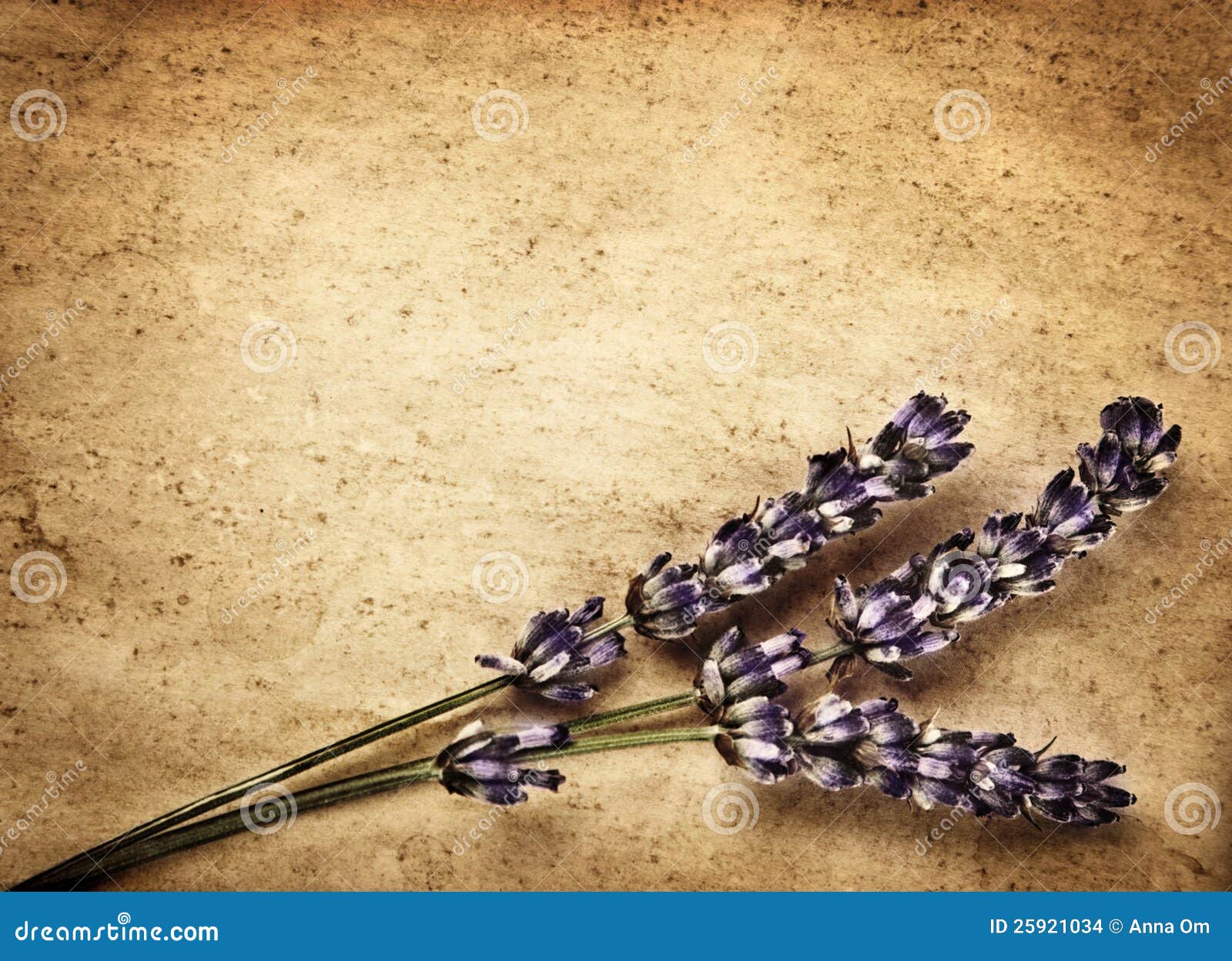 Lavender Flowers on Brown Backdrop Stock Photo Image of blooming