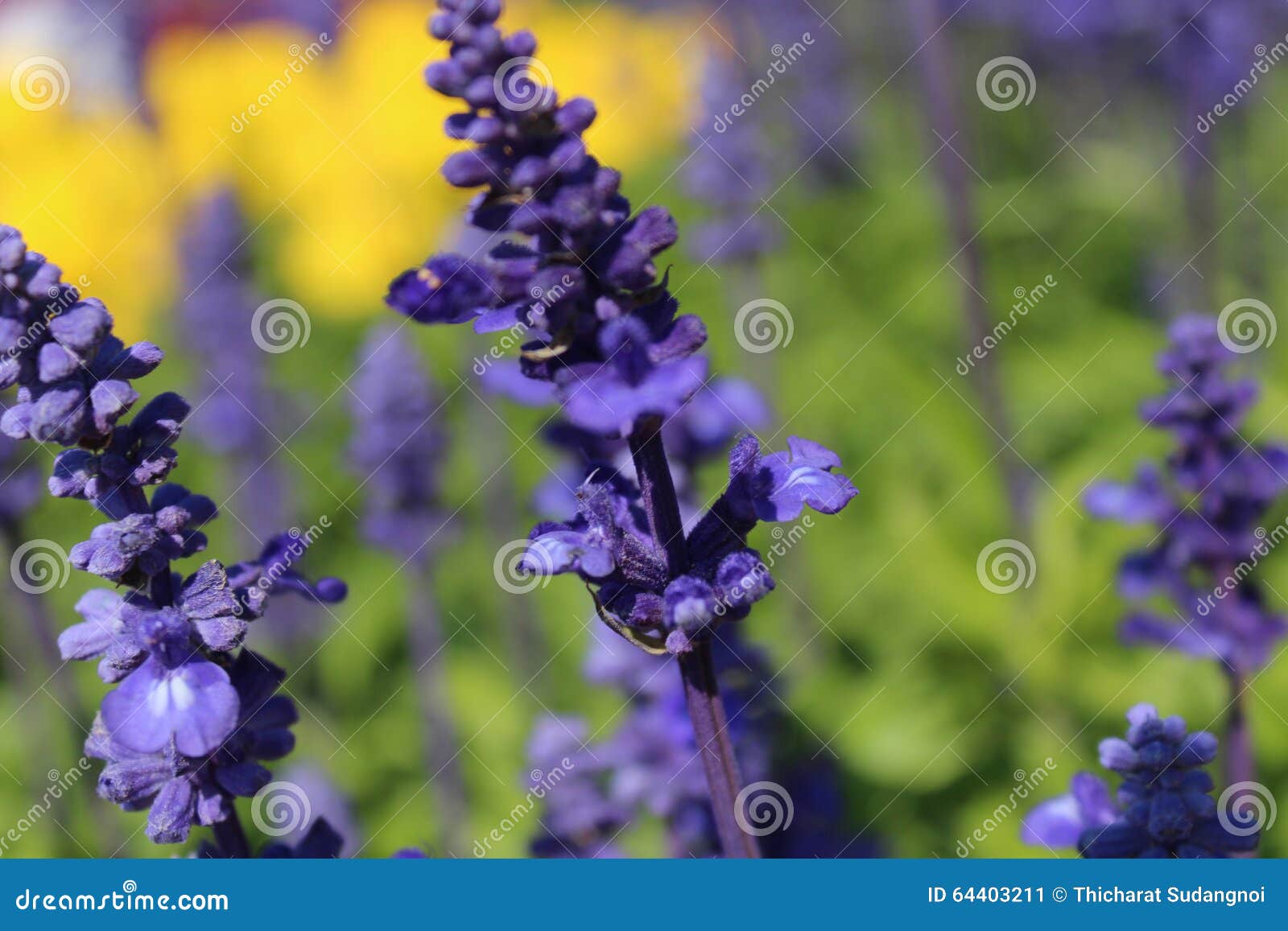 Lavender Flowers Bulk stock image. Image of nature, close 64403211