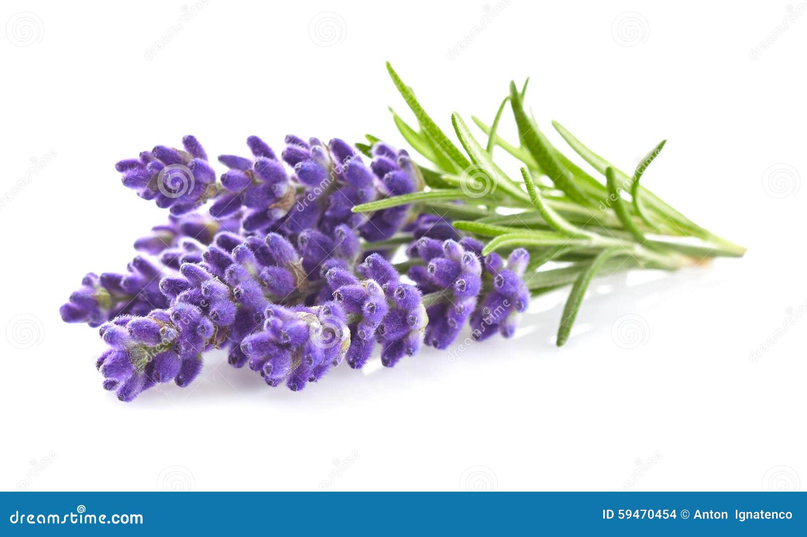 lavender flowers