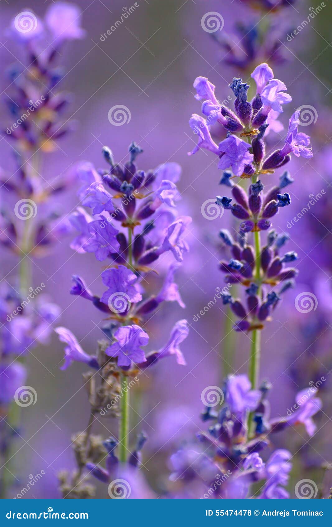 Lavender Flowers stock photo. Image of macro, lavender 55474478