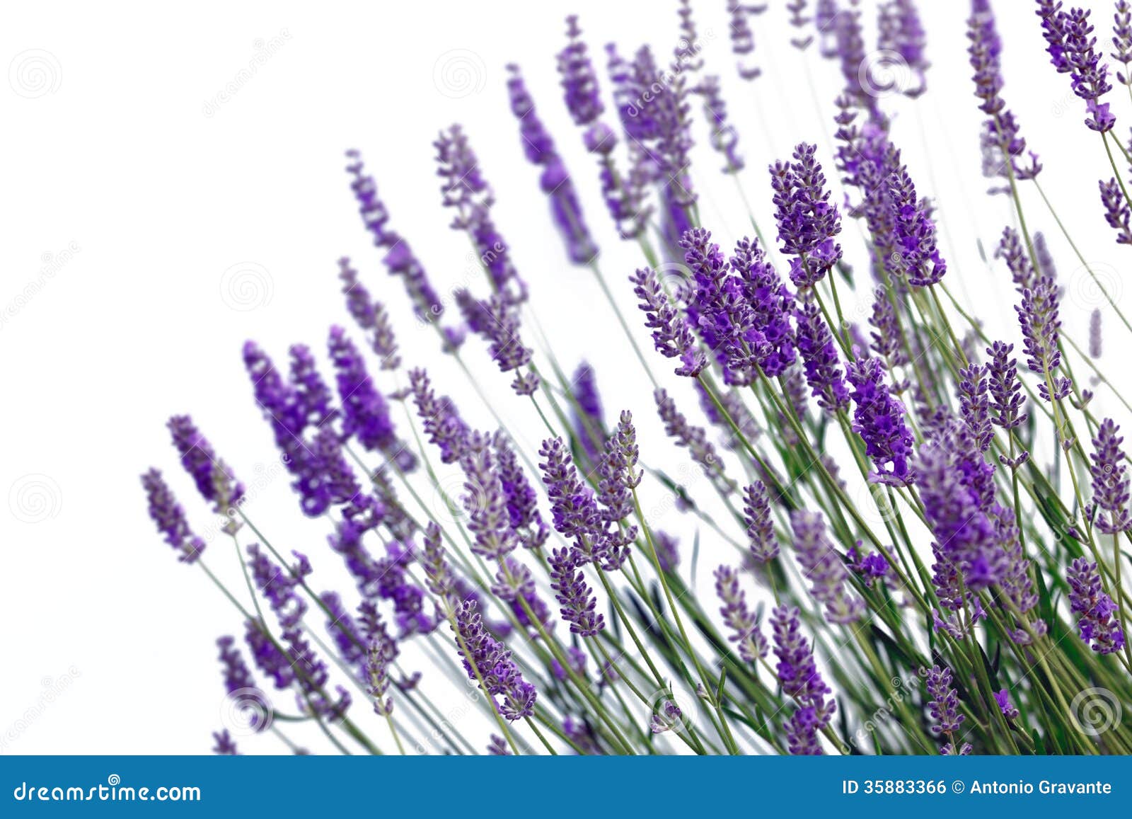 Lavender flowers stock photo. Image of natural, bloom 35883366