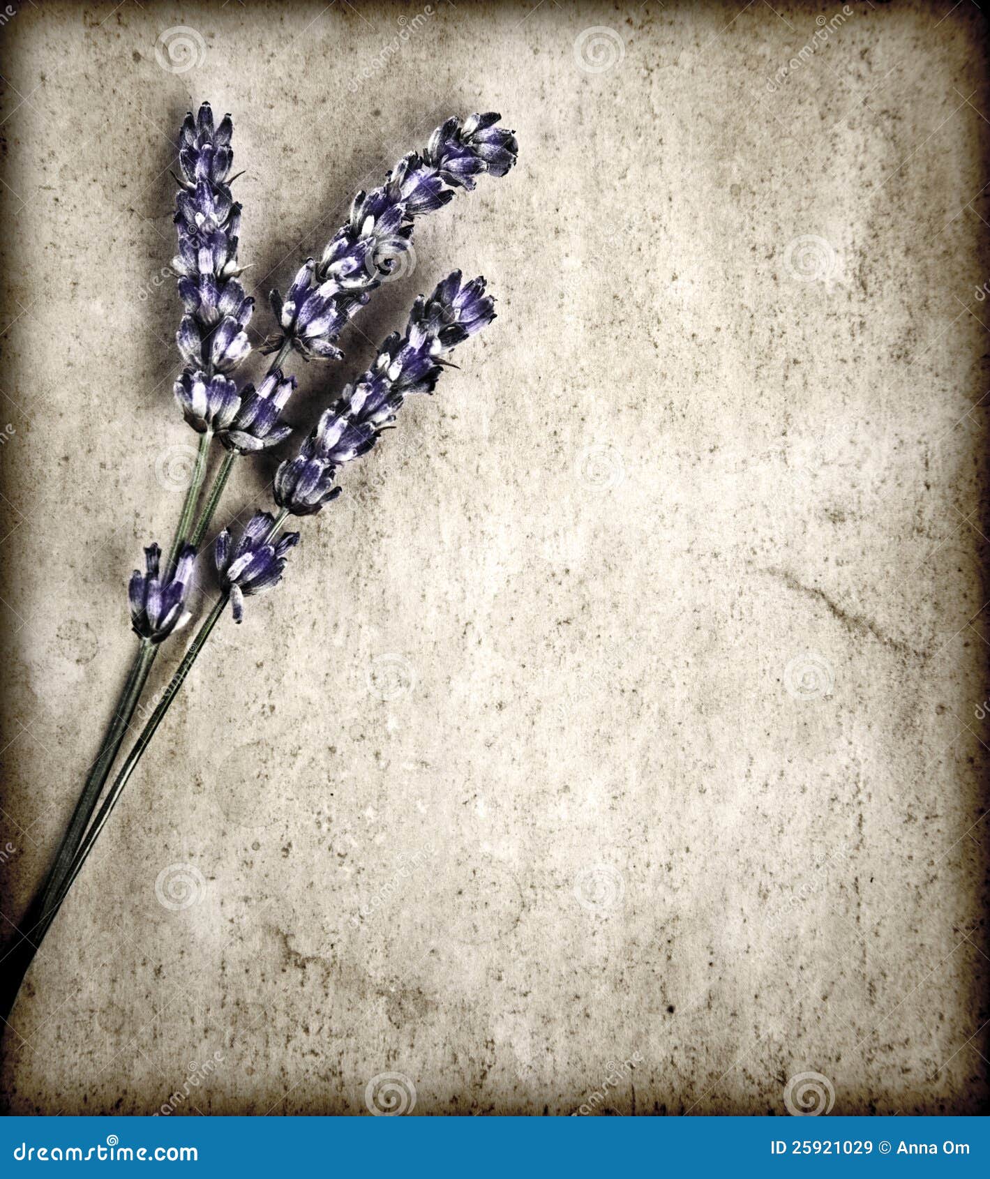 vector presentation plan Stock Flowers Gray On Lavender Royalty Background Free vector presentation plan Stock Flowers Gray On Lavender Royalty Background Free