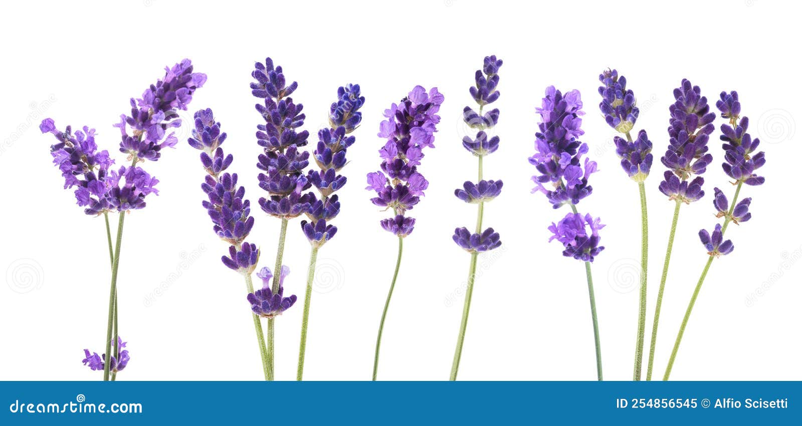 Lavender flowers group stock image. Image of background 254856545