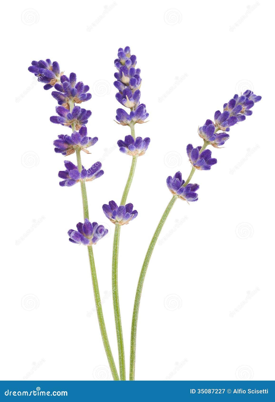 lavender flowers isolated white 35087227