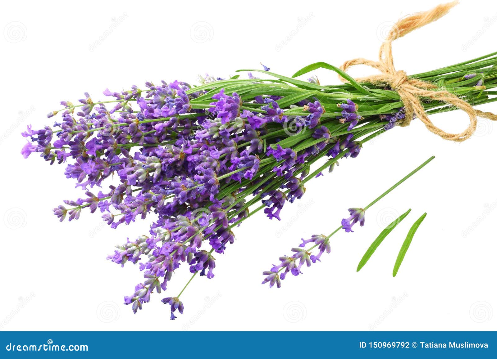 Lavender Flowers Isolated On White Background. Bunch Of Lavender