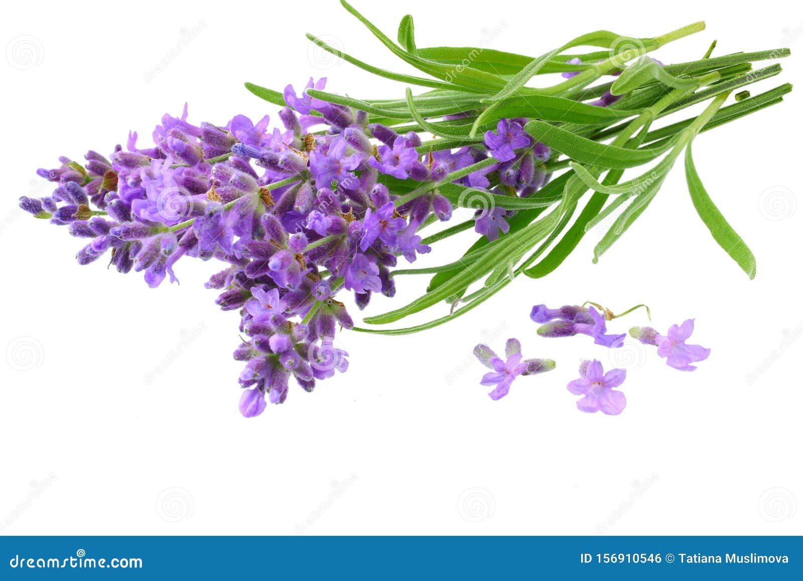 Lavender Flowers Isolated On White Background. Bunch Of Lavender ...