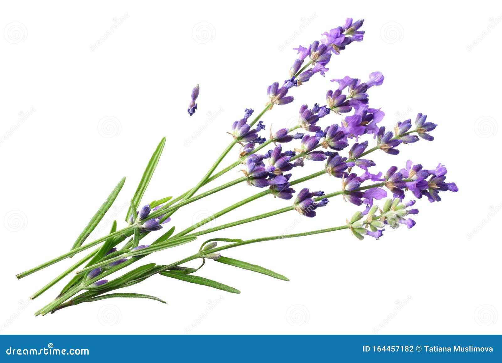 Lavender Flowers Isolated On White Background. Bunch Of Lavender