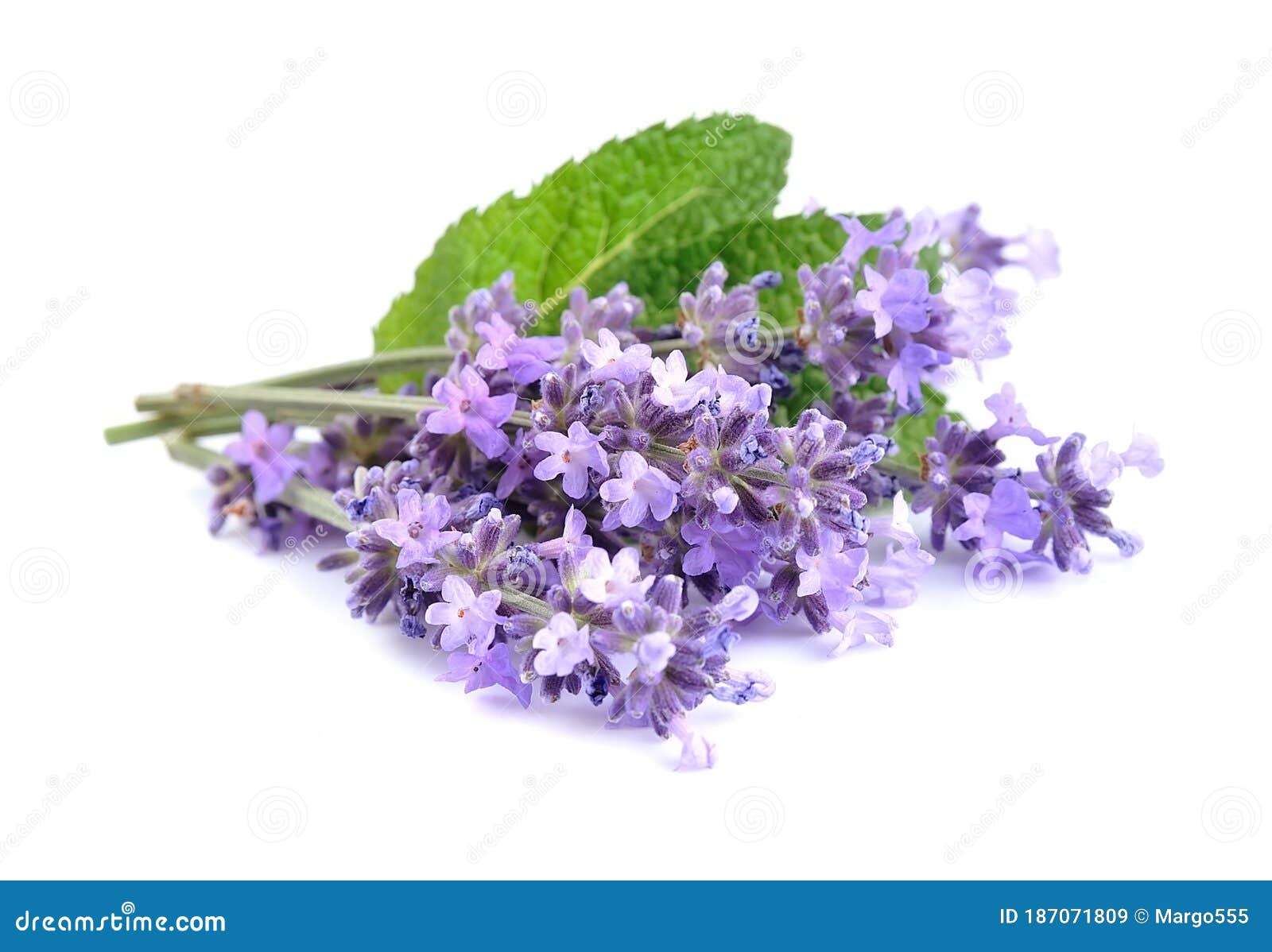 Lavender Flowers with Leaves Stock Image Image of flowers, fresh