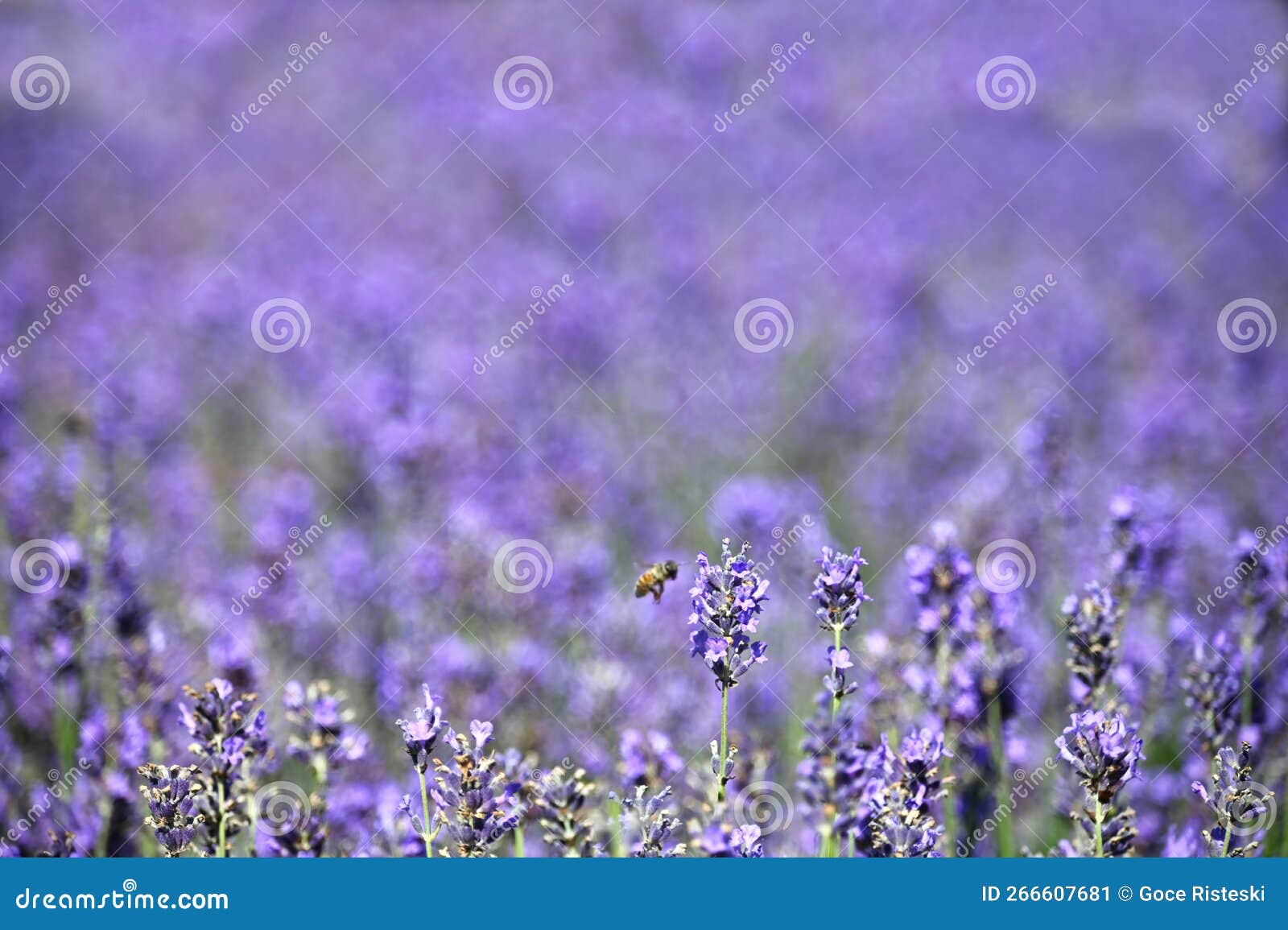 Lavender Flowers Meadow Spring Season Stock Image Image of gardening