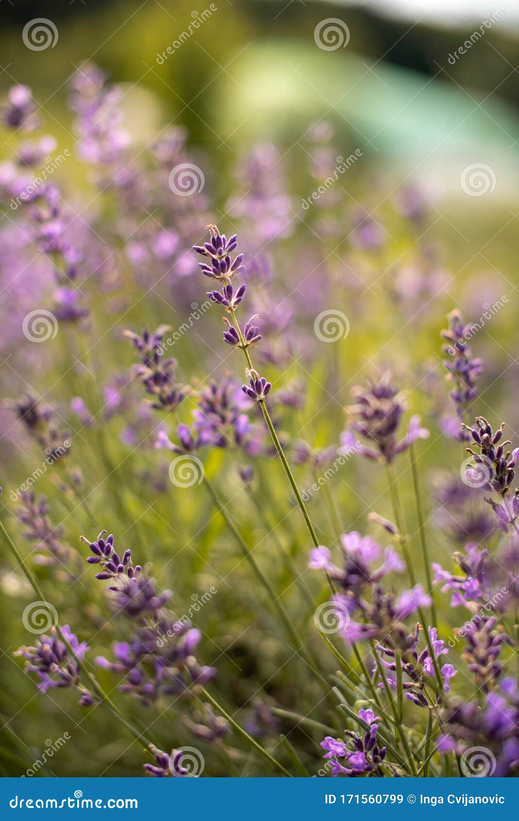 Lavender Flowers in Nature, Natural Lavender Flowers Stock Image