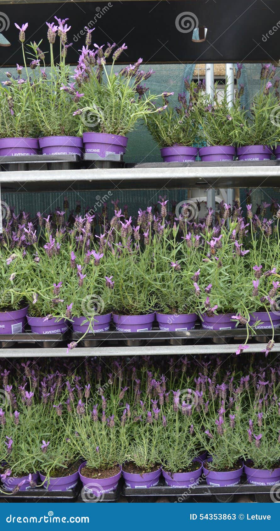 Lavender flowers for sale stock image. Image of purple 54353863