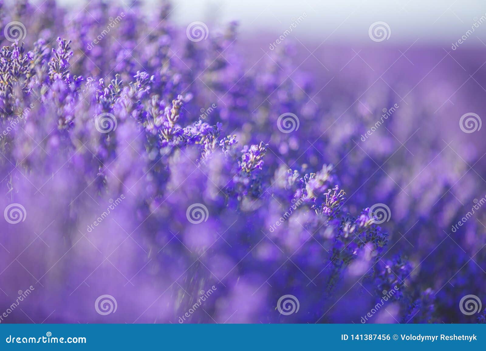 Lavender Flowers in a Soft Focus, Pastel Colors and Blur Background Stock  Photo - Image of glow, grass: 141387456