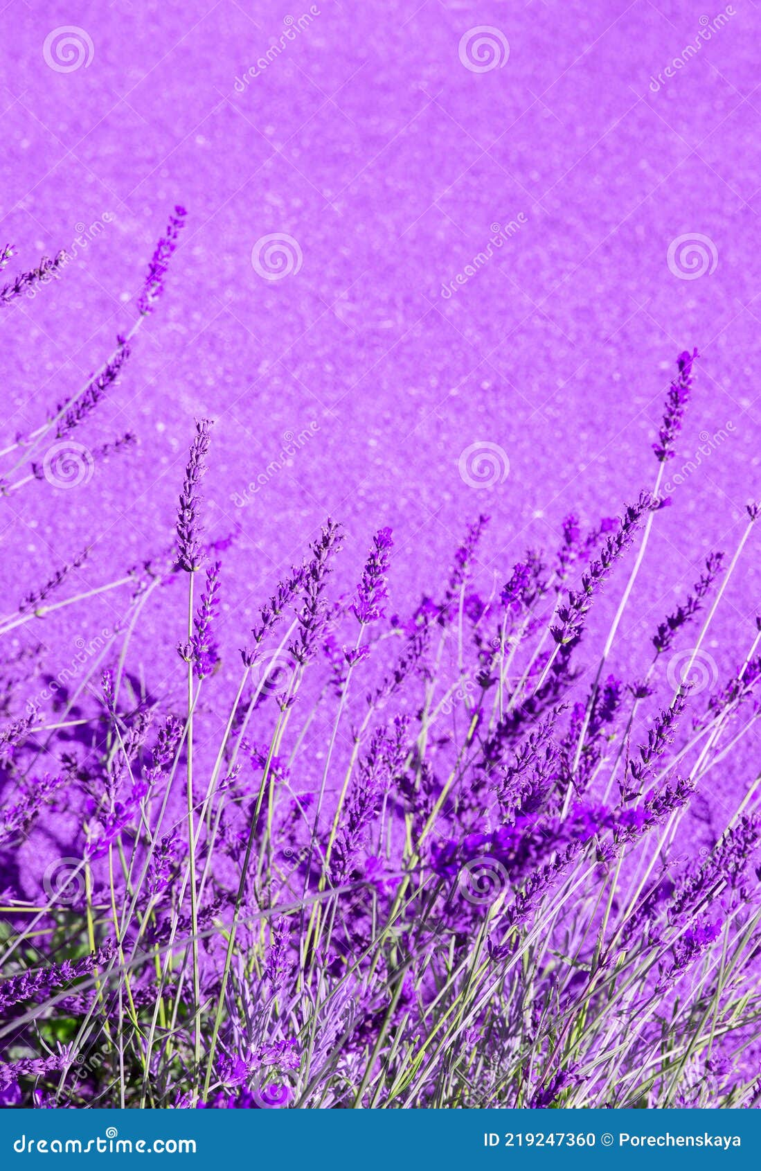 Lavender Flowers Wallpaper. Purple Aesthetic. Bio Eco Nature Minimal  Concept Stock Photo - Image of lilac, blue: 219247360