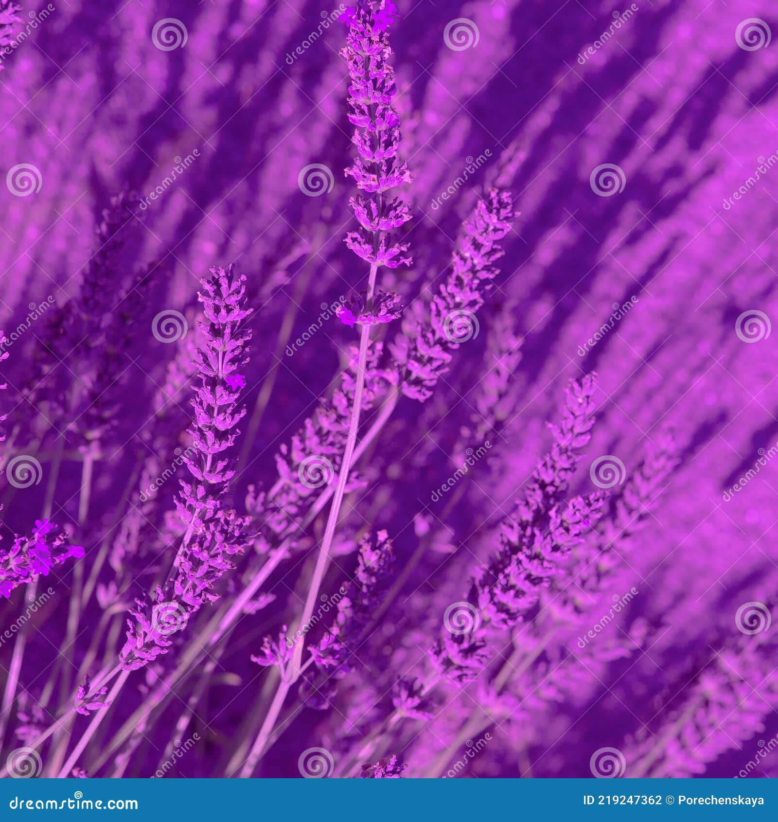 Purple Aesthetic Wallpaper Backgrounds For iPhone Glory of the Snow
